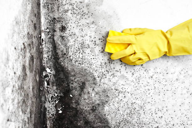 Mold Removal Process in Luther, OK