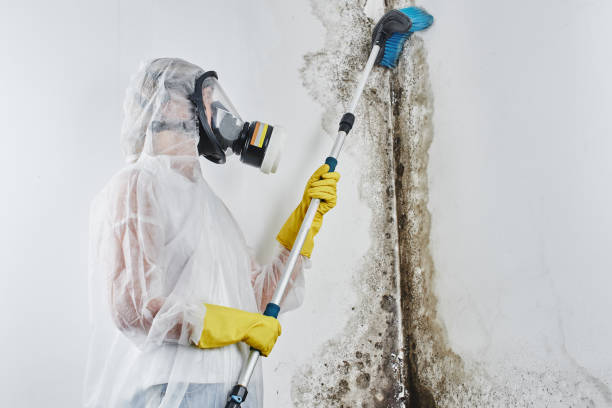 Best Professional Mold Removal  in Luther, OK