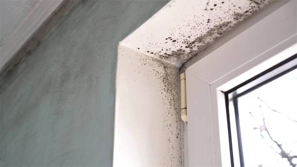 Mold Removal and Inspection in Luther, OK