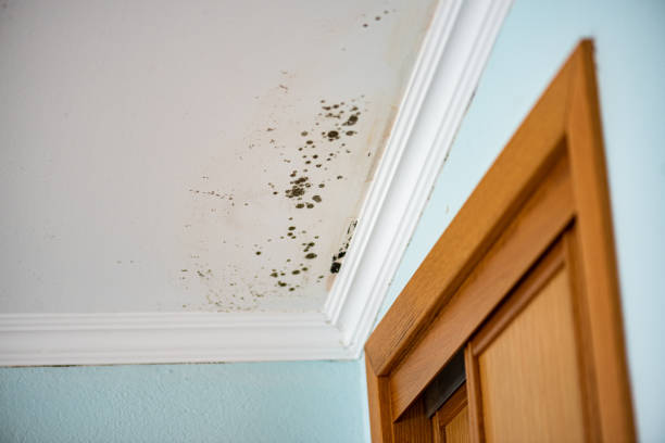 Best Mold Damage Repair  in Luther, OK