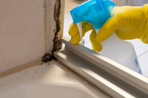 Professional Mold Removal in Luther, OK