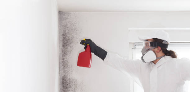 Mold Removal Process in Luther, OK