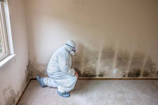 Best Mold Cleaning Services  in Luther, OK