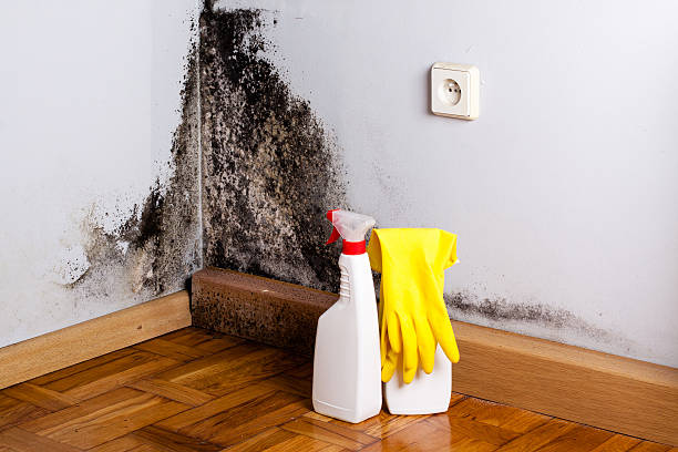 Trusted Luther, OK Mold Removal Experts